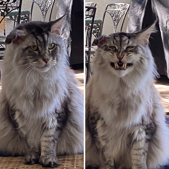 Đâu chỉ chúng ta mới cần “niềng răng", các "boss" này cũng muốn đi nha sĩ! ảnh 5