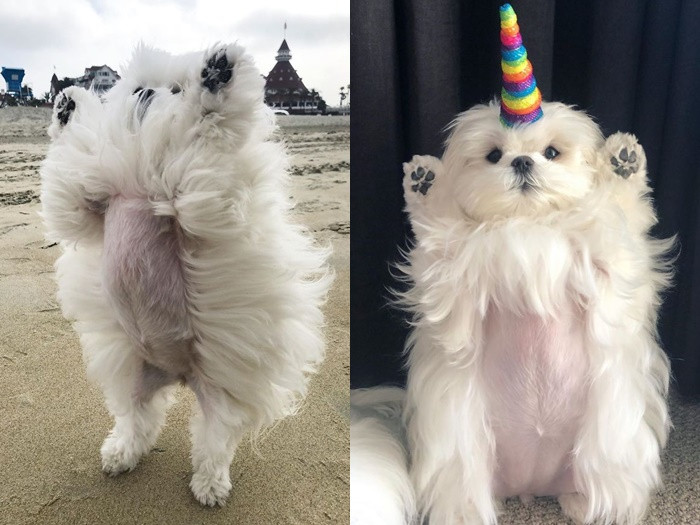 Gặp gỡ “tiểu thư” Coco chỉ thích đứng bằng hai chân ảnh 4