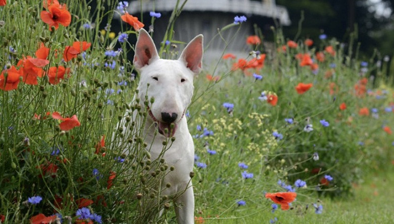 Gặp gỡ Claire - em cún có niềm đam mê chụp ảnh với hoa ảnh 5