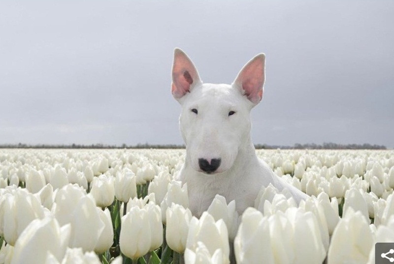 Gặp gỡ Claire - em cún có niềm đam mê chụp ảnh với hoa ảnh 3