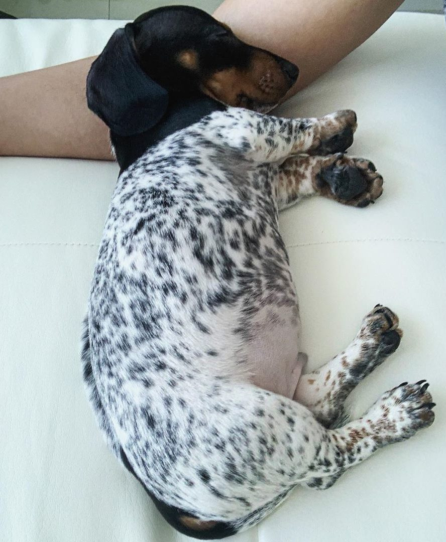 Moo - chú chó khiến cư dân mạng bối rối vì có bộ lông của một... cô bò sữa! ảnh 6