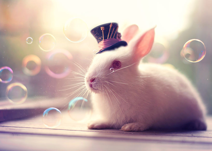 Bộ ảnh thỏ siêu đáng yêu sẽ giúp bạn thổi bay ngay stress ảnh 8