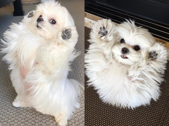 Gặp gỡ “tiểu thư” Coco chỉ thích đứng bằng hai chân ảnh 5