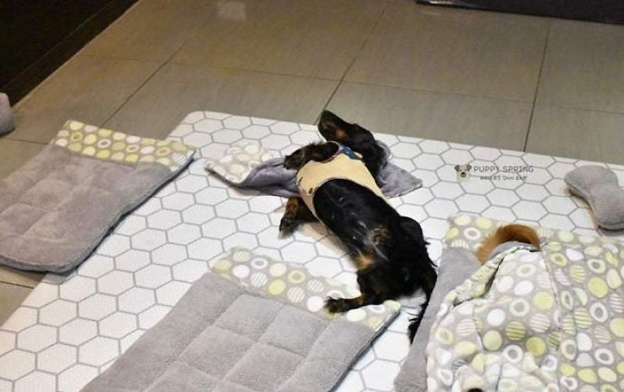 Trường mẫu giáo dành riêng cho các chú chó, cũng học hành, bán trú như ai! ảnh 5