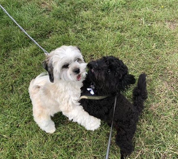 Tan chảy cả trái tim: Hai chị em cún xinh ôm chầm lấy nhau sau nhiều tháng xa cách ảnh 3