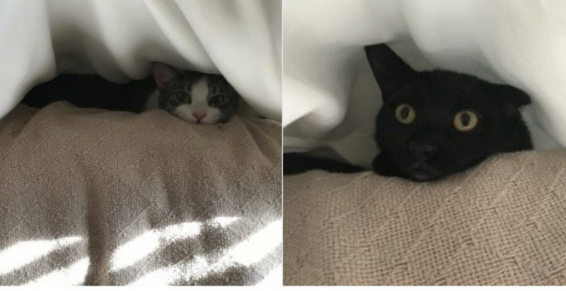 Khi “đại boss” cùng hưởng ứng lời kêu gọi “ở nhà mùa dịch“ ảnh 3