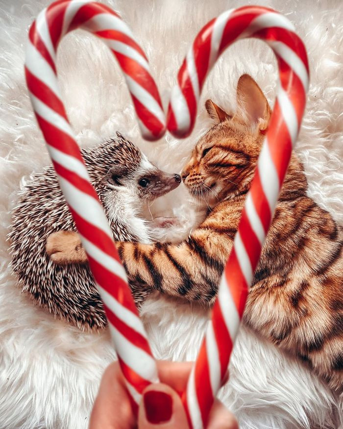 Phát hờn với cặp đôi mèo và nhím dắt tay nhau đi khắp thế gian ảnh 8