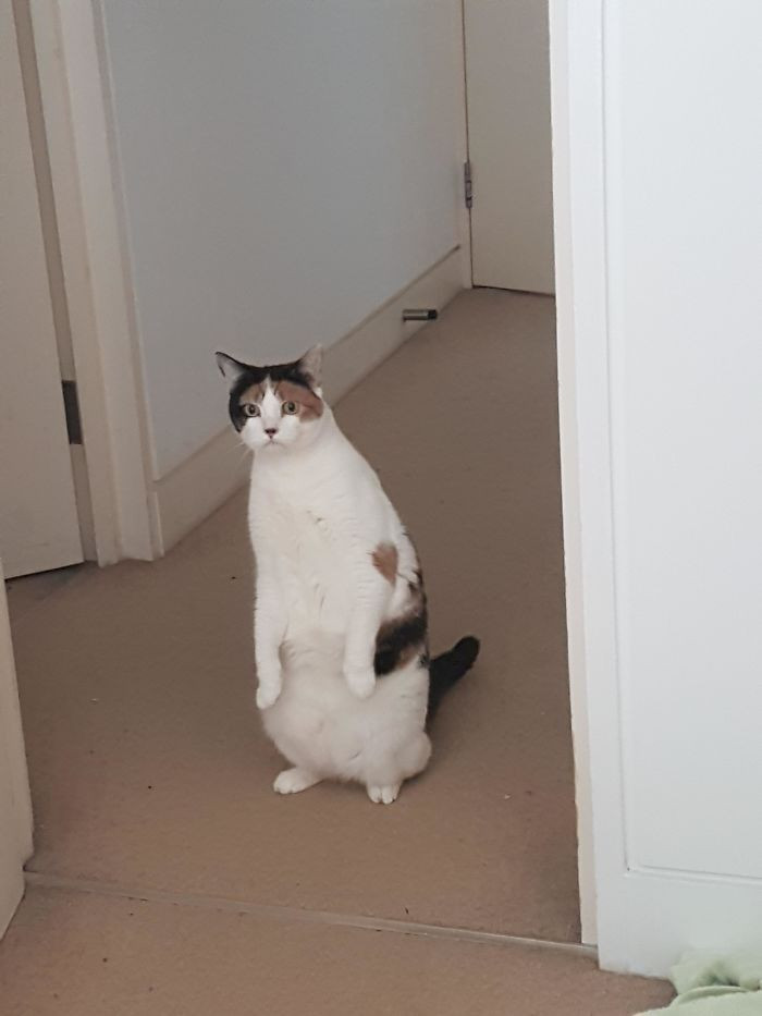 Không thể nhịn cười khi ngắm nhìn những em mèo cưng hóa... chim cánh cụt ảnh 7