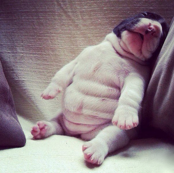 Muôn vàn tư thế ngủ khó đỡ của đại boss ảnh 3