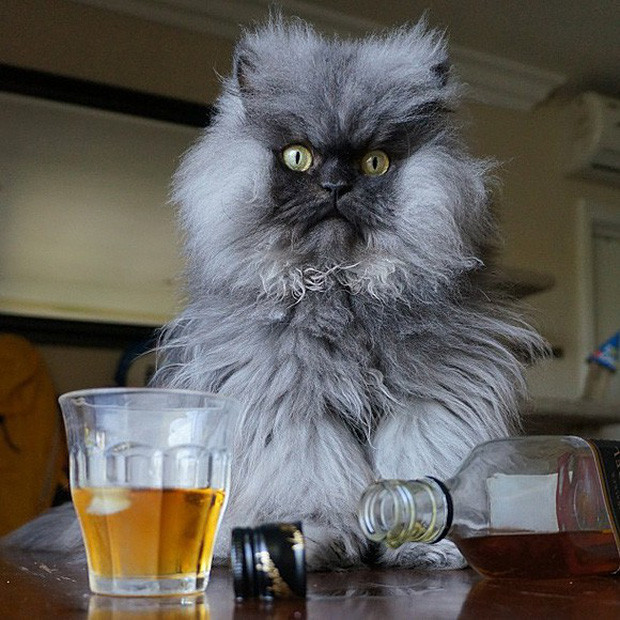 Những bé mèo sở hữu nhiều fan hâm mộ nhất trên mạng xã hội ảnh 4