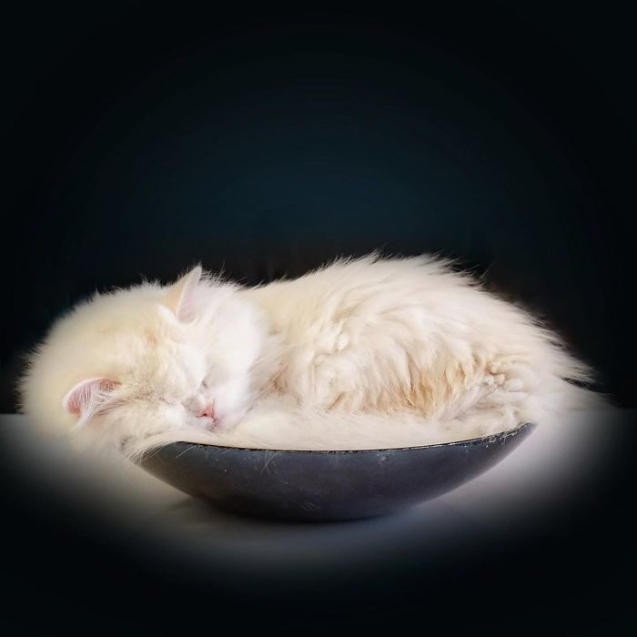 Em mèo mù xinh đẹp này là minh chứng cho sức mạnh của tình yêu thương ảnh 4