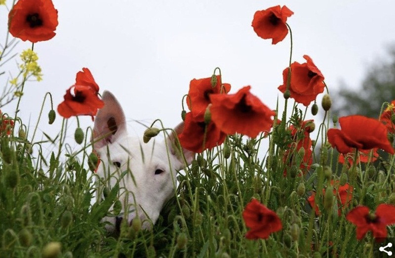 Gặp gỡ Claire - em cún có niềm đam mê chụp ảnh với hoa ảnh 6