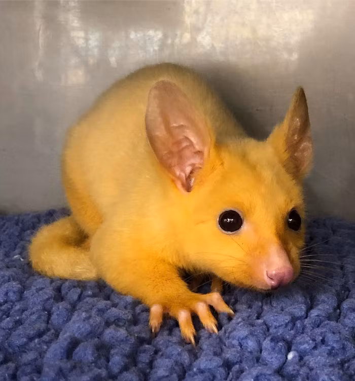 Pikachu là có thật, nhanh tay đón ngay về thôi! ảnh 5