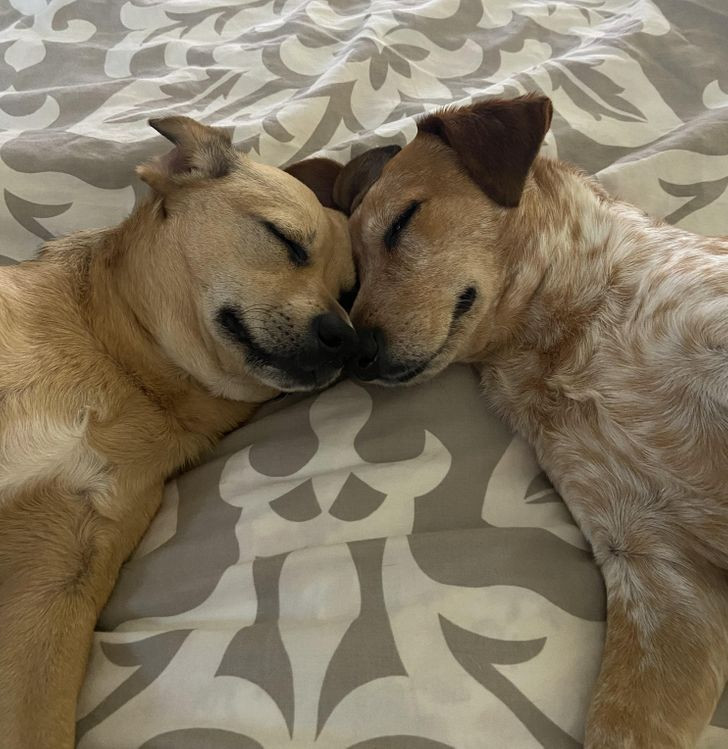 Những hình ảnh gia đình thú cưng khiến ngay cả trái tim băng giá nhất cũng phải tan chảy ảnh 9