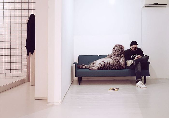 Hô biến mèo cưng thành “siêu to khổng lồ” nhờ trình Photoshop hơn người ảnh 3