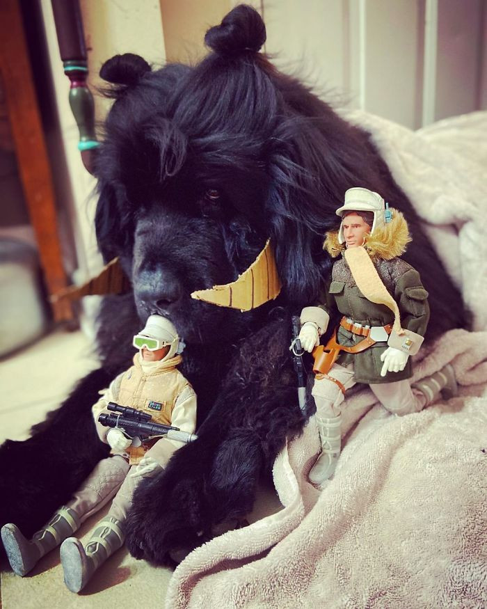 Chú chó nổi tiếng Instagram nhờ kiểu “tóc” thời thượng, thần thái không thua siêu mẫu ảnh 4