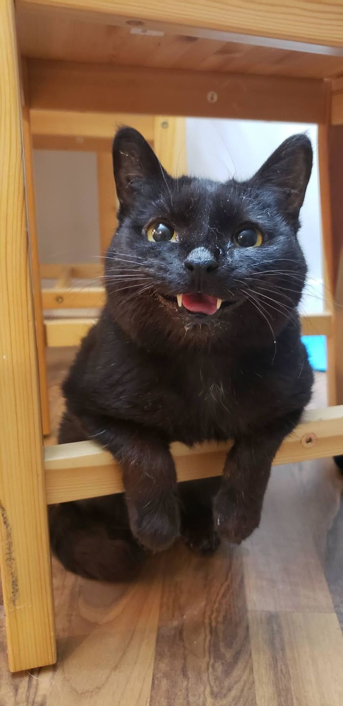 Đâu chỉ chúng ta mới cần “niềng răng", các "boss" này cũng muốn đi nha sĩ! ảnh 2