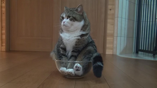 Những bé mèo sở hữu nhiều fan hâm mộ nhất trên mạng xã hội ảnh 2