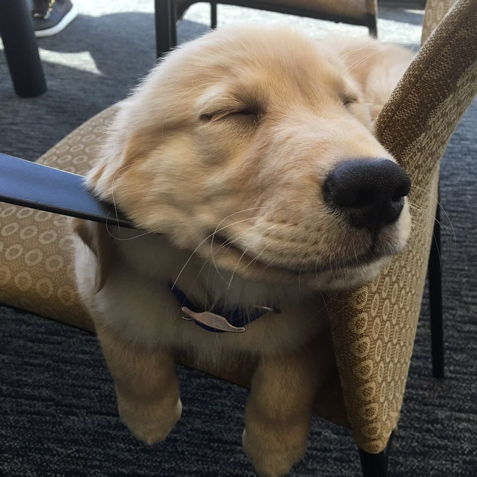 Những tư thế ngủ siêu hài của "boss cưng" giúp phá tan cơn buồn chán của "sen" ảnh 10