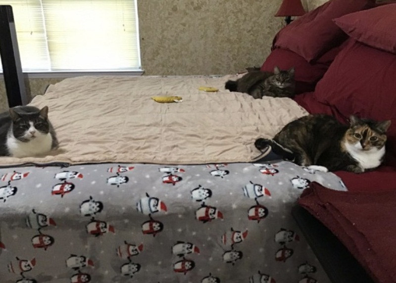 Khi “đại boss” cùng hưởng ứng lời kêu gọi “ở nhà mùa dịch“ ảnh 8