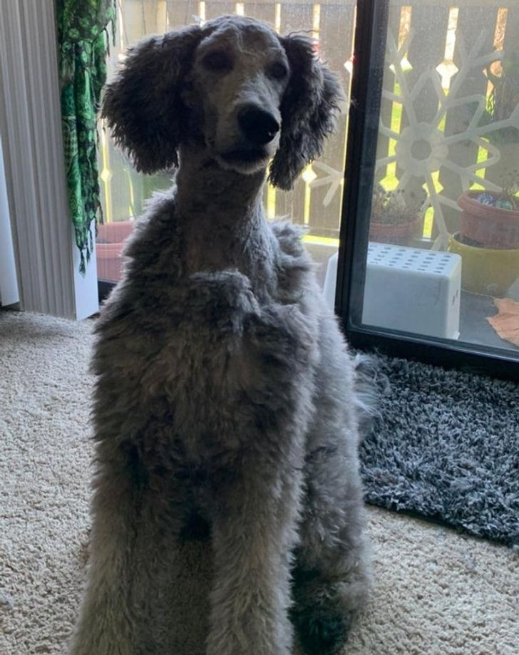 Chất phát ngất với hội "fashionista" trong thế giới thú cưng: Sành điệu miễn bàn! ảnh 5