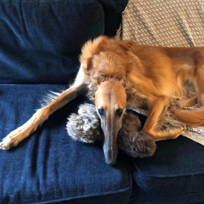 Gặp gỡ em cún có chiếc mõm dài nhất thế giới với hơn 78.000 người follow ảnh 7