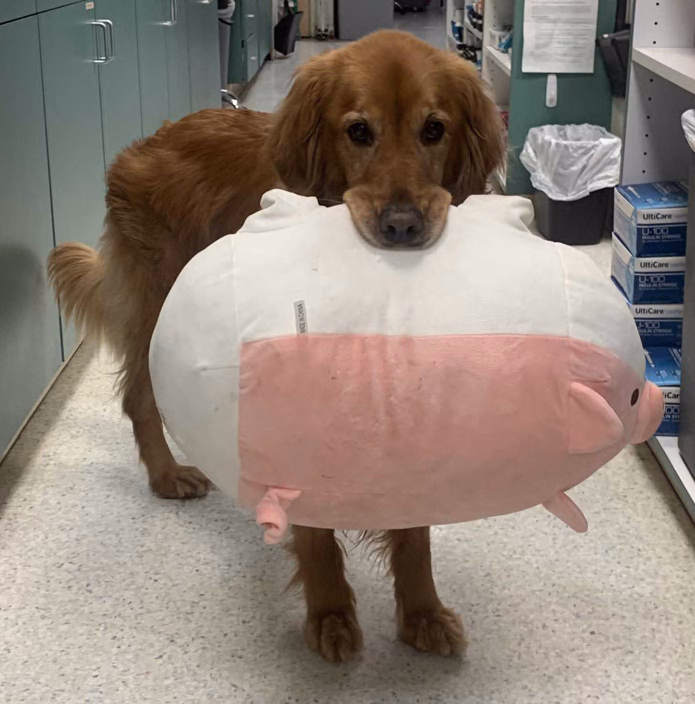 Đi đâu cũng phải kè kè thú bông, cô chó này có sở thích y chang bạn hồi nhỏ vậy! ảnh 7