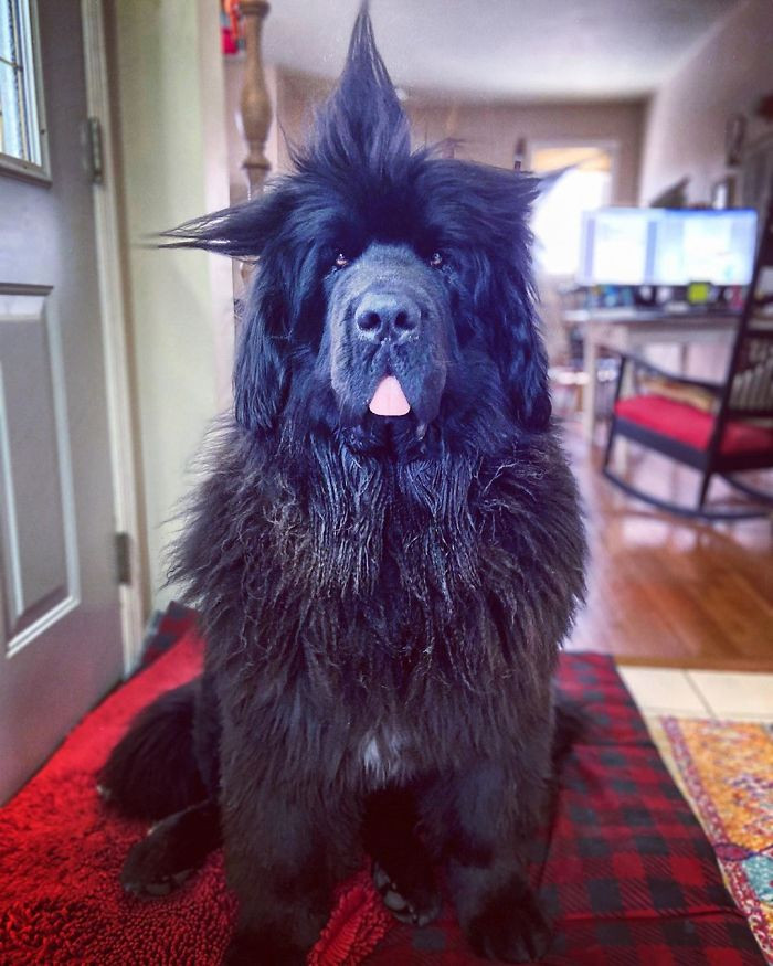 Chú chó nổi tiếng Instagram nhờ kiểu “tóc” thời thượng, thần thái không thua siêu mẫu ảnh 3