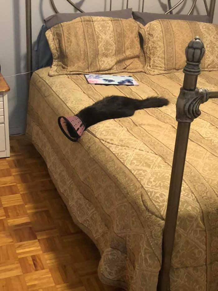 Món phụ kiện “thần thánh” của các "boss", cứ đeo vào là "sen" không nhịn được cười ảnh 1