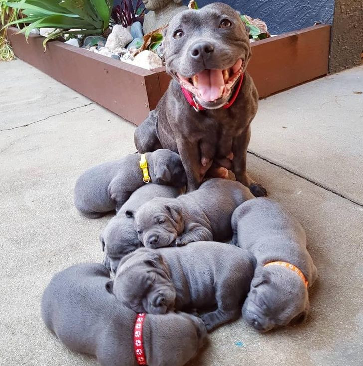 Những hình ảnh gia đình thú cưng khiến ngay cả trái tim băng giá nhất cũng phải tan chảy ảnh 1