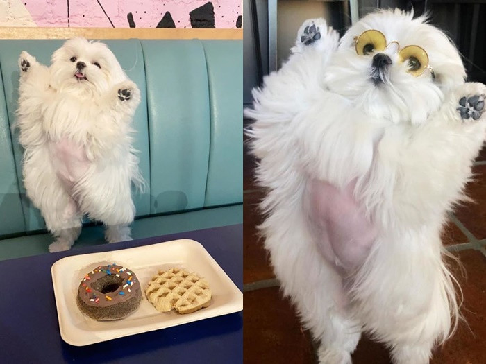 Gặp gỡ “tiểu thư” Coco chỉ thích đứng bằng hai chân ảnh 2