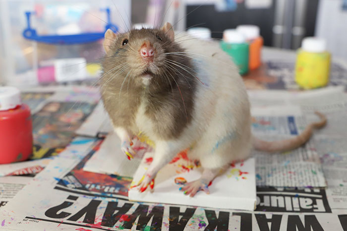 Trời ơi tin được không, tác giả của những bức tranh nghệ thuật này lại là một chú chuột ảnh 6