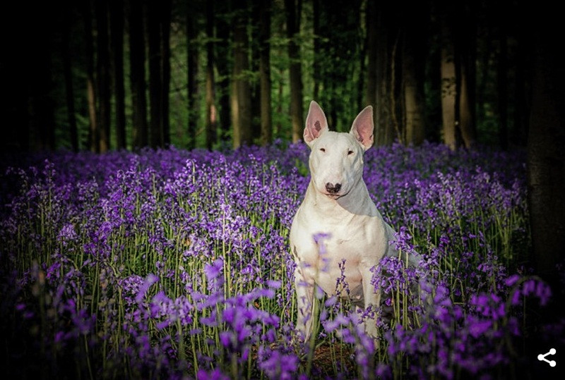 Gặp gỡ Claire - em cún có niềm đam mê chụp ảnh với hoa ảnh 4