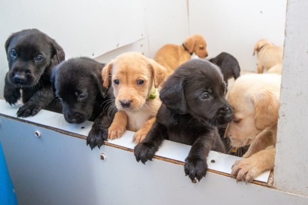 Cả thế giới thán phục với ca sinh 14 của một “bà mẹ” đặc biệt tại Anh ảnh 5