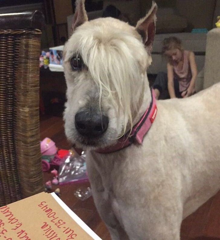 Chất phát ngất với hội "fashionista" trong thế giới thú cưng: Sành điệu miễn bàn! ảnh 4