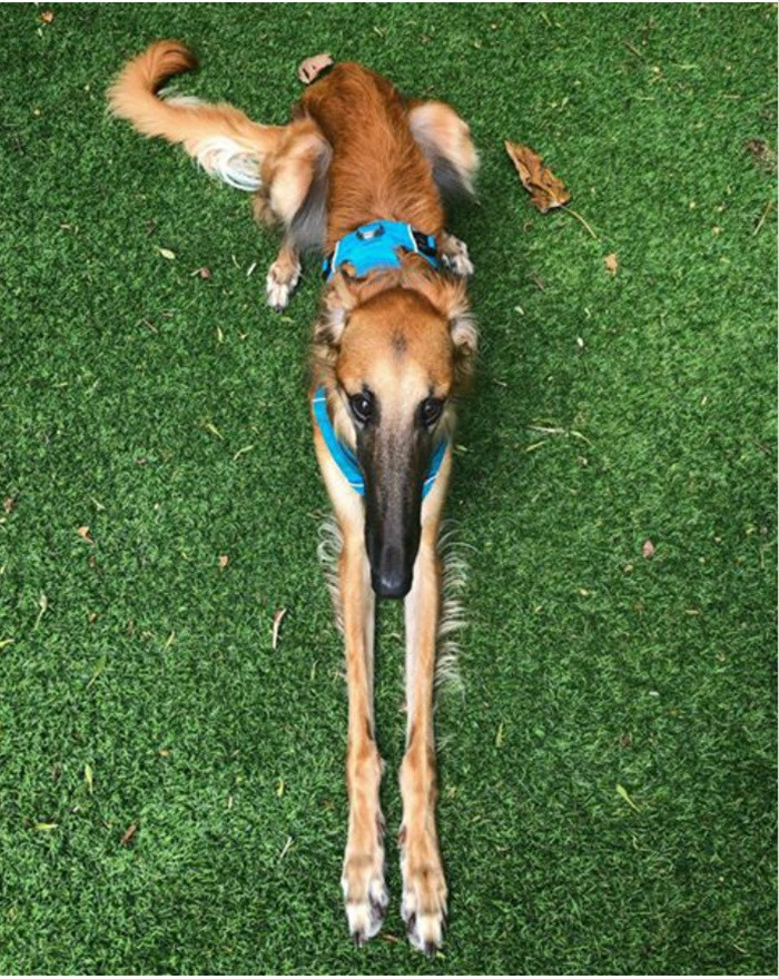 Gặp gỡ em cún có chiếc mõm dài nhất thế giới với hơn 78.000 người follow ảnh 1