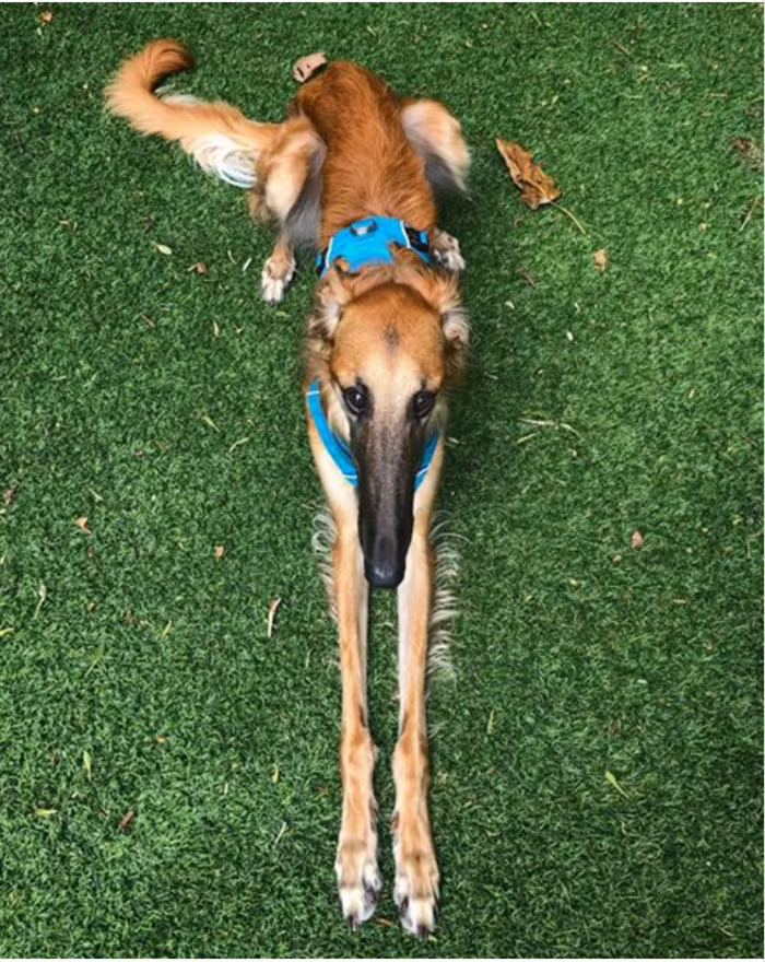 Gặp gỡ em cún có chiếc mõm dài nhất thế giới với hơn 78.000 người follow ảnh 1