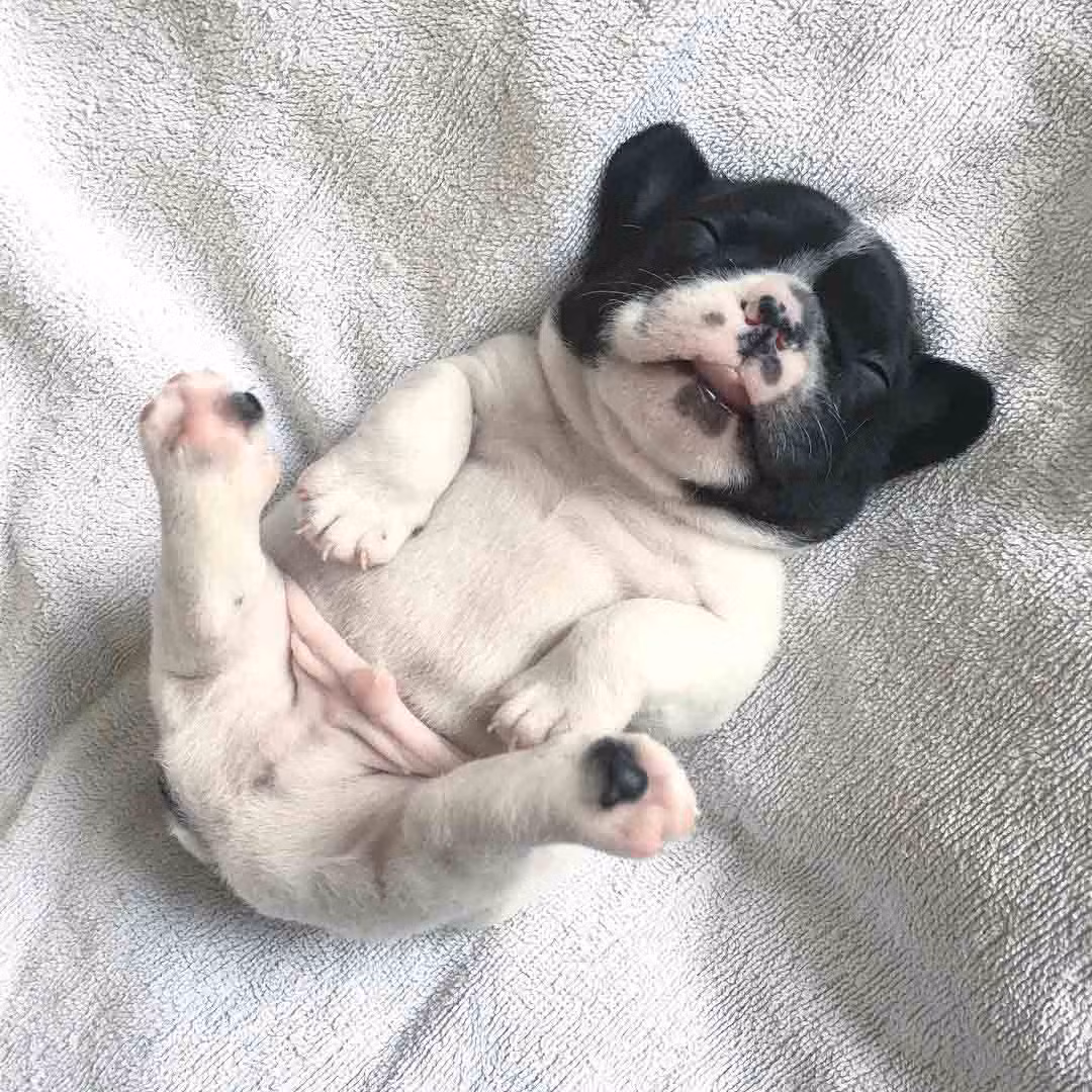 Những tư thế ngủ siêu hài của "boss cưng" giúp phá tan cơn buồn chán của "sen" ảnh 3