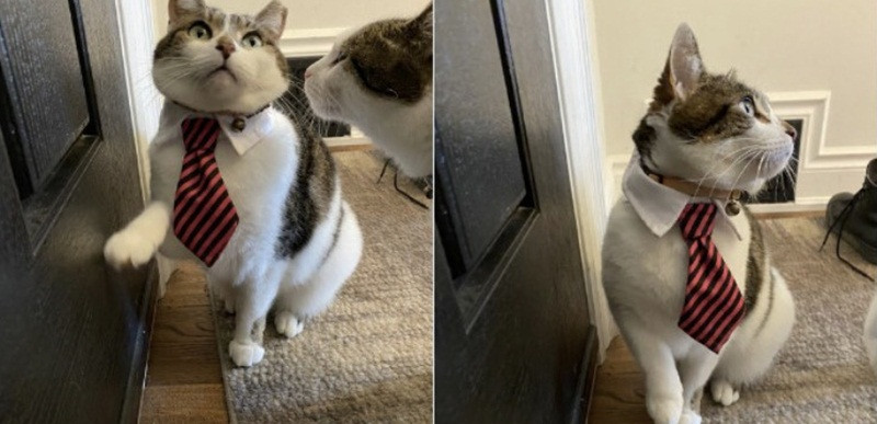 Khi “đại boss” cùng hưởng ứng lời kêu gọi “ở nhà mùa dịch“ ảnh 4