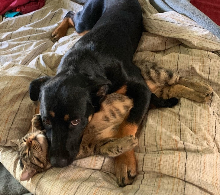 Tan chảy trước tình yêu bất chấp giống loài của hội thú cưng ảnh 3