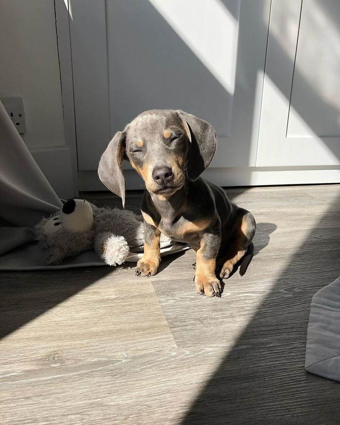 Ngàn lẻ một tư thế tắm nắng tại gia khi không được đi biển của thú cưng ảnh 6