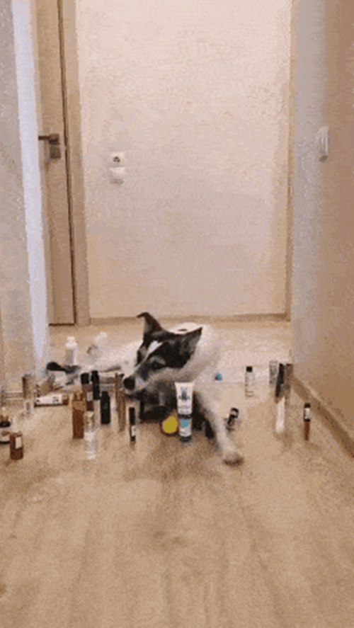 "Không giới hạn Sasuke" phiên bản dành cho thú cưng ảnh 4