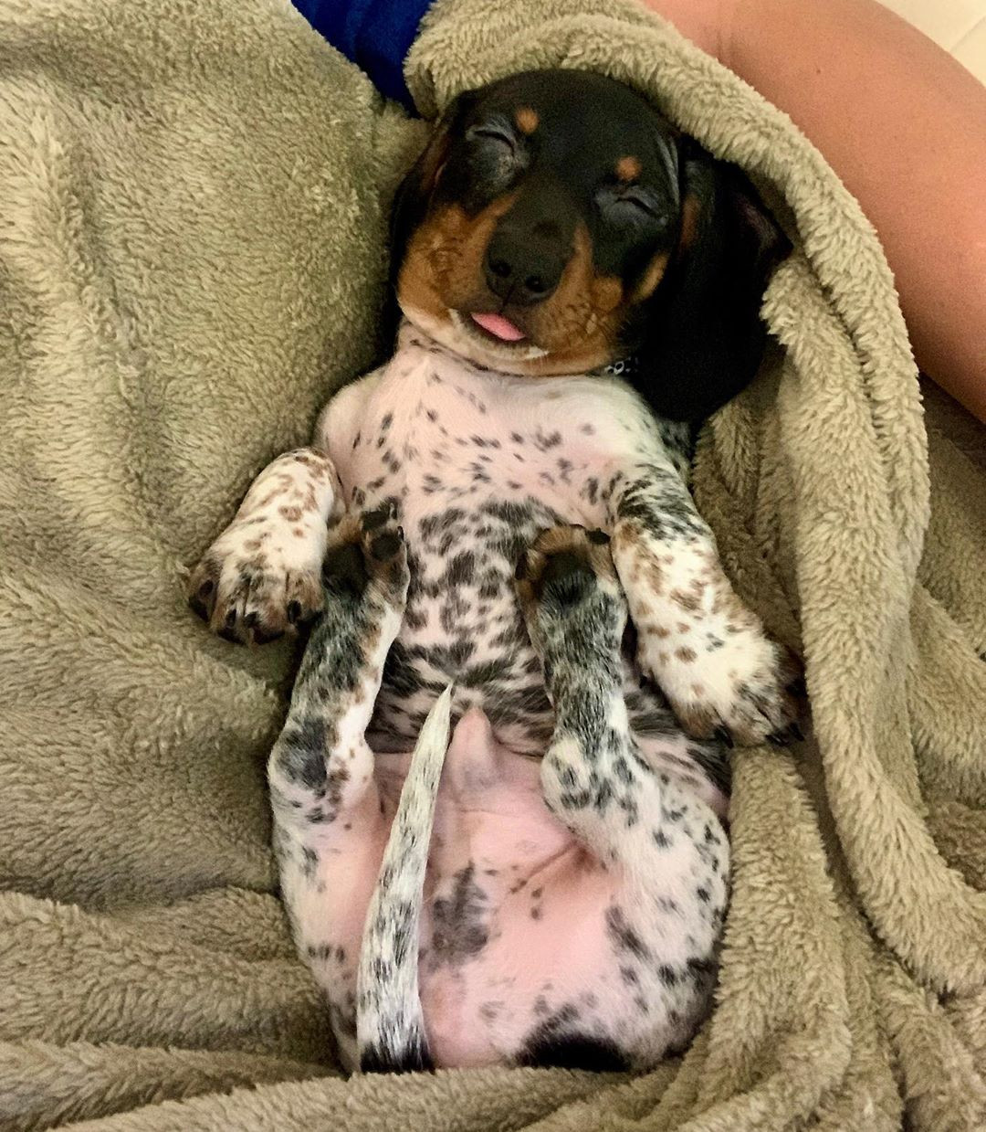 Moo - chú chó khiến cư dân mạng bối rối vì có bộ lông của một... cô bò sữa! ảnh 4