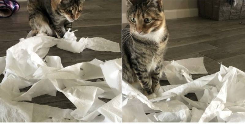 Khi “đại boss” cùng hưởng ứng lời kêu gọi “ở nhà mùa dịch“ ảnh 7