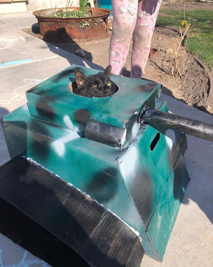 Làm cột mài móng cho boss xưa rồi, giờ phải làm xe tăng cho mèo mới oách! ảnh 3