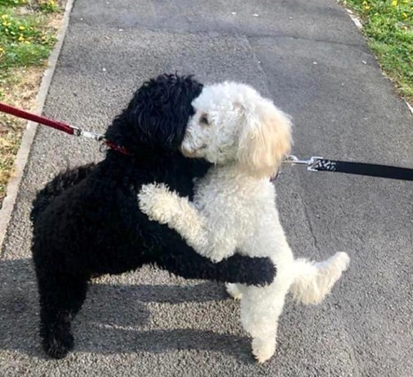 Tan chảy cả trái tim: Hai chị em cún xinh ôm chầm lấy nhau sau nhiều tháng xa cách ảnh 2