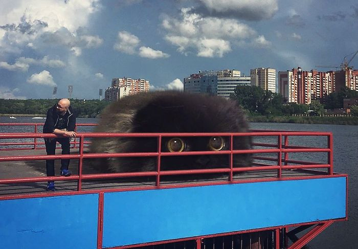 Hô biến mèo cưng thành “siêu to khổng lồ” nhờ trình Photoshop hơn người ảnh 9
