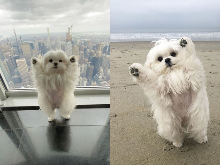 Gặp gỡ “tiểu thư” Coco chỉ thích đứng bằng hai chân ảnh 3