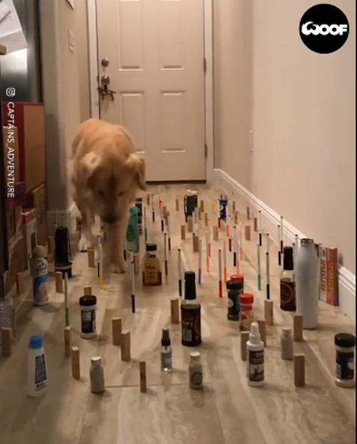 "Không giới hạn Sasuke" phiên bản dành cho thú cưng ảnh 2