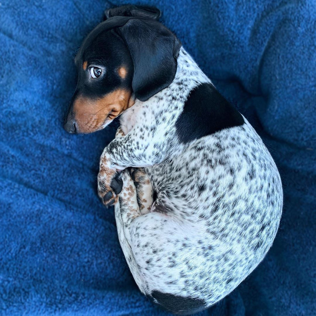 Moo - chú chó khiến cư dân mạng bối rối vì có bộ lông của một... cô bò sữa! ảnh 1